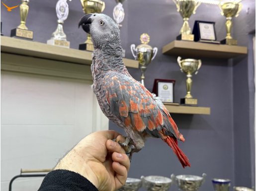 Koleksiyonluk Konuşan RED Faktör Jako papağanı