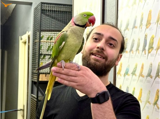 EĞİTİMLİ KONUŞAN HALKALI ALEXANDER İSKENDER PAPAĞANIMIZ