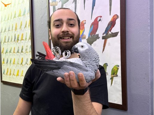 Sağlıklı Evcil eğitimli 100 Kelime üzeri konuşan Jako