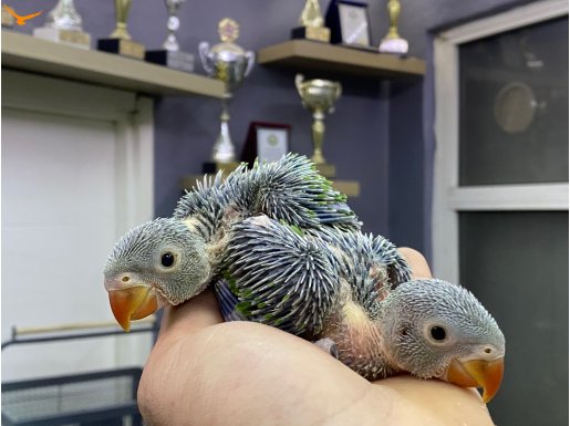 EL BESLEME BEBEK PAKİSTAN PAPAĞANLARIMIZ