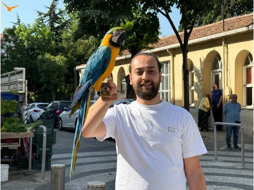 SARILACİVERT ÜST DÜZEY MACAW PAPAĞANIMIZ