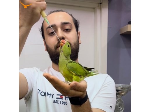 El besleme Pakistan papağanı yavrularımız