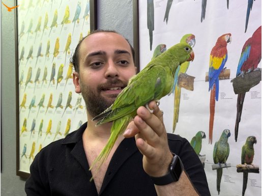 Bebek FULL Evcil Pakistan papağan yavrumuz 