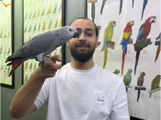200 KELİME KONUŞAN ÜST DÜZEY JAKO PAPAĞANIMIZ