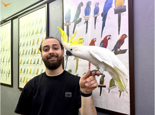 DANS EDEN KONUŞAN SÜLFÜR KAKADU PAPAĞANIMIZ