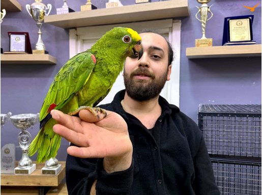 KAHKAHA ATAN GÜLEN TAKLİTÇİ SARI ALIN AMAZON PAPAĞANIMIZ