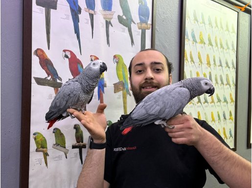 100 KELİME KONUŞAN FULL EVCİL JAKO PAPAĞANIMIZ