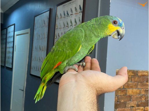 YAVRU AMAZON PAPAĞANIMIZ