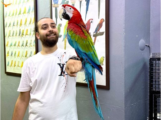 ÜST DÜZEY KIRMIZI ARA MACAW PAPAĞANIMIZ