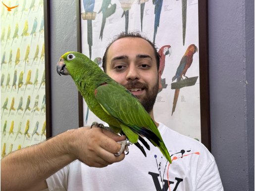 FULL EVCİL SARI ALINLI AMAZON PAPAĞANI
