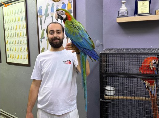 FULL EVCİL HİBRİT MACAW PAPAĞANIMIZ