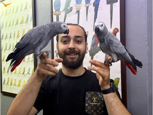 200 KELİME ÜZERİ NET KONUŞAN FULL EVCİL JAKO PAPAĞANIMIZ