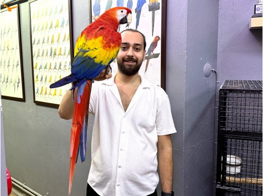 NADİR BULUNAN KONUŞAN SCARLET MACAW PAPAĞANIMIZ