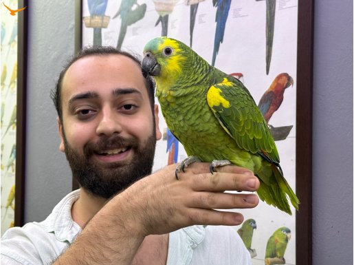 ÜST DÜZEY KONUŞAN BLUEFRONT AMAZON PAPAĞANI