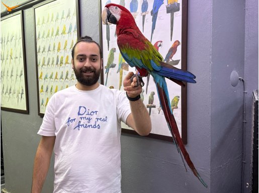 FULL EVCİL EĞİTİMLİ KIRMIZI ARA MACAW PAPAĞANIMIZ