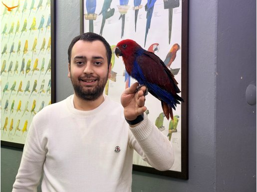 EL BESLEME 3 AYLIK BEBEK ECLECTUS PAPAĞANIMIZ