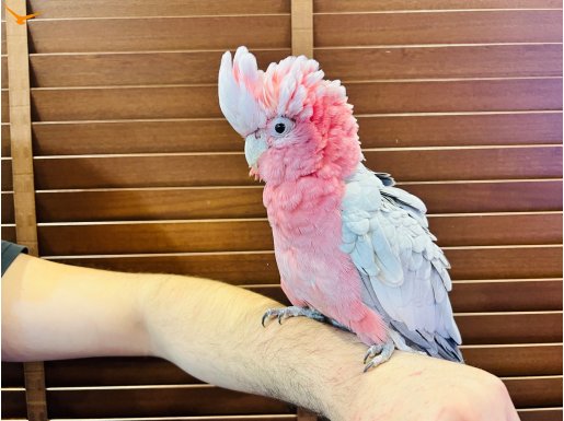 Full eğitimli Kapalı bilezikli Gül Kakadu papağanımız