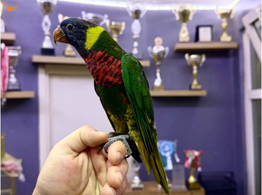 EL BESLEME KAPALI BİLEZİKLİ GÖKKUŞAĞI LORİ PAPAĞANIMIZ