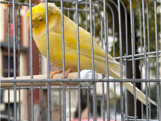 Erkek öten kaliteli sağlıklı kanaryalarımız 