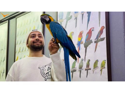 Full eğitimli konuşan SARILACİVERT macaw papağanımız 