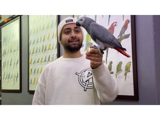 100 KELİME KONUŞAN FULL EĞİTİMLİ JAKO PAPAĞANI