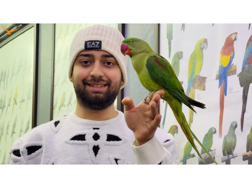 FULL EĞİTİMLİ ALEXANDER İSKENDER PAPAĞANIMIZ