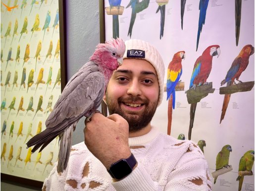 FULL EĞİTİMLİ KAPALI BİLEZİKLİ KONUŞAN GÜL KAKADU