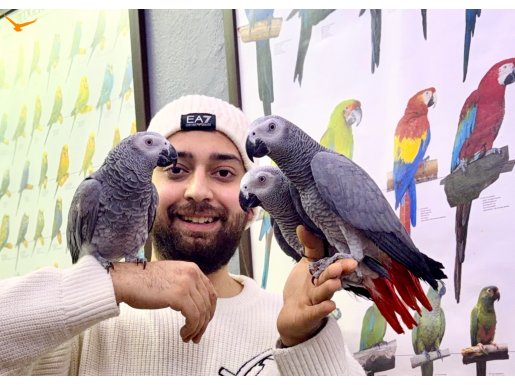 ÜST DÜZEY KONUŞAN FULL EVCİL EĞİTİMLİ JAKO PAPAĞAN