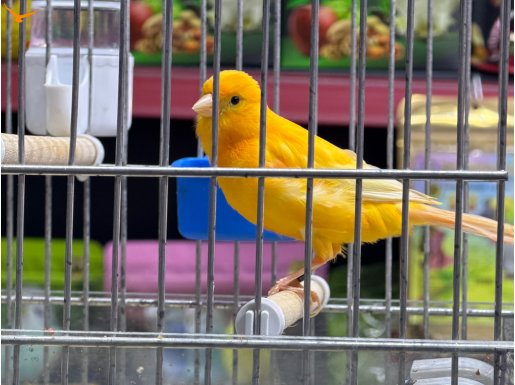 SAĞLIKLI KALİTELİ ÖTEN KANARYALAR 