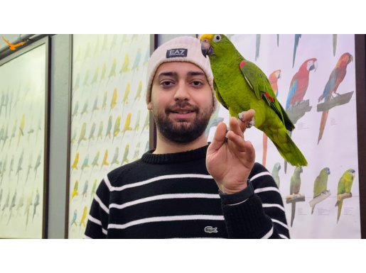 KAHKAHA ATAN FULL EĞİTİMLİ SARI ALIN AMAZON PAPAĞANIMIZ