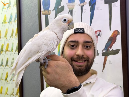 ÇOK EVCİL KONUŞAN GOFFİN KAKADU PAPAĞANIMIZ