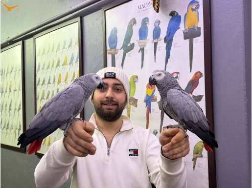 200 KELİME KONUŞAN FULL EVCİL EĞİTİMLİ JAKO PAPAĞANI