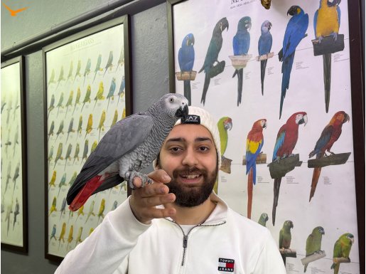 ÜST DÜZEY KONUŞAN ELDE DANS EDEN JAKO PAPAĞANIMIZ