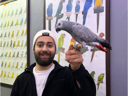 GEVEZE ÇOK KONUŞAN EĞİTİMLİ JAKO PAPAĞANI