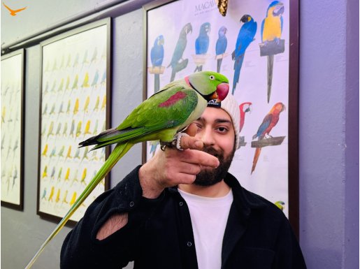 KONUŞAN HALKALI ALEXANDER İSKENDER PAPAĞANI