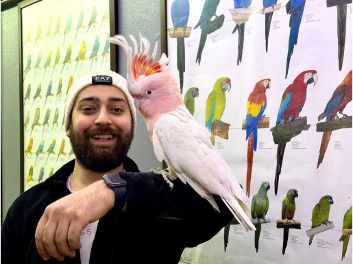 Türkiye’de nadir bulunan Evcil konuşan İnka Kakadu papağanı