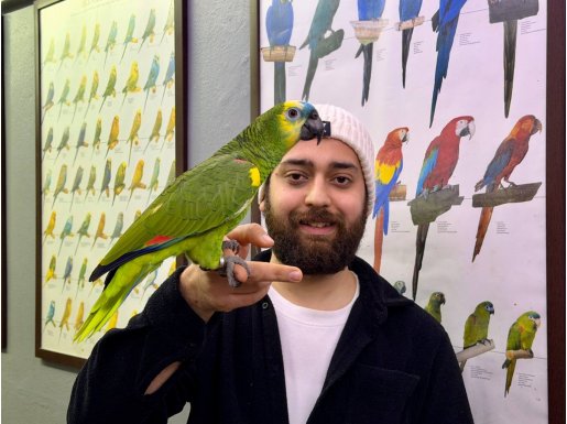 Evcil konuşan BLUEFRONT Amazon papağanımız