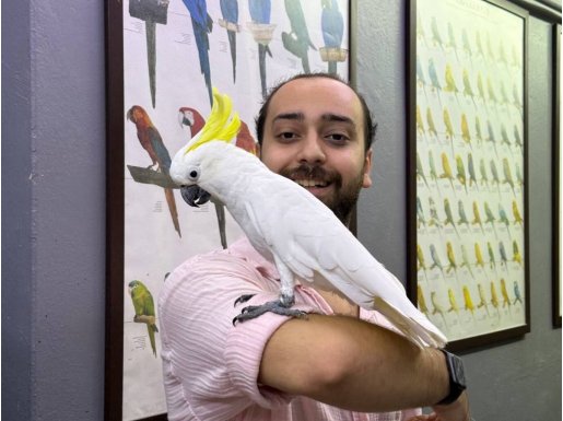 SÜLFÜR KAKADU PAPAĞANIMIZ FULL EĞİTİMLİ KONUŞAN