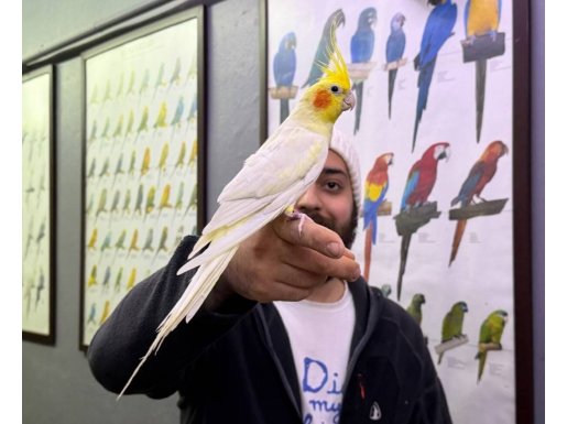 Konuşan Eğitimli Evcil Sultan Papağanı