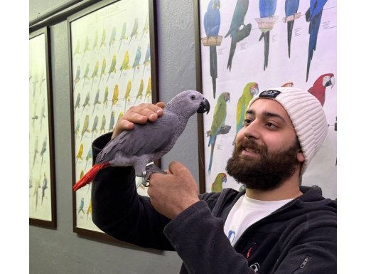 KAPALI BİLEZİKLİ EVCİL YAVRU JAKO PAPAĞANI