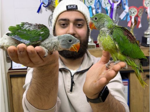 45 VE 50 GÜNLÜK BEBEK EL BESLEME İSKENDER PAPAĞANI YAVRULAR