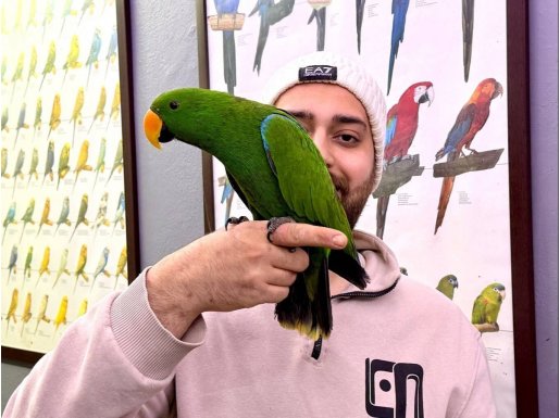 KONUŞAN EK15 MİKROÇİPLİ ECLECTUS PAPAĞANI EĞİTİMLİ