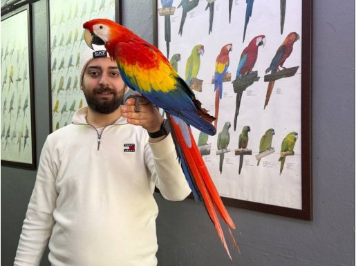 NADİR BULUNAN EVCİL KONUŞAN SCARLET MACAW PAPAĞANIMIZ