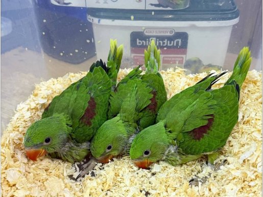 45-50 GÜNLÜK BEBEK YAVRU ALEXANDER ISKENDER PAPAĞANLARIMIZ