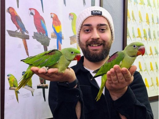 EL BESLEME BEBEK ALEXANDER PAPAĞAN YAVRULARIMIZ