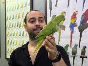 Bebek FULL Evcil Pakistan papağan yavrumuz 
