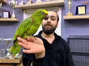 KAHKAHA ATAN GÜLEN TAKLİTÇİ SARI ALIN AMAZON PAPAĞANIMIZ