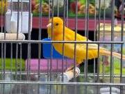 SAĞLIKLI KALİTELİ ÖTEN KANARYALAR 