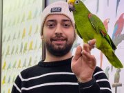 KAHKAHA ATAN FULL EĞİTİMLİ SARI ALIN AMAZON PAPAĞANIMIZ