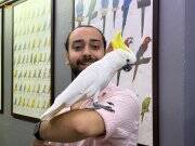 SÜLFÜR KAKADU PAPAĞANI EĞİTİMLİ KONUŞAN